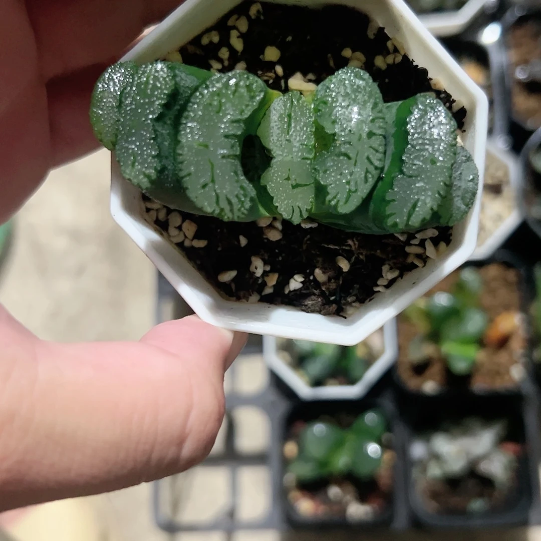 绿岛玉扇十二卷多肉植物满