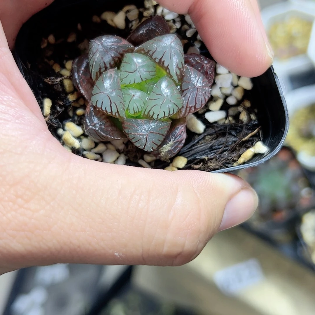 红红火火恍恍惚惚