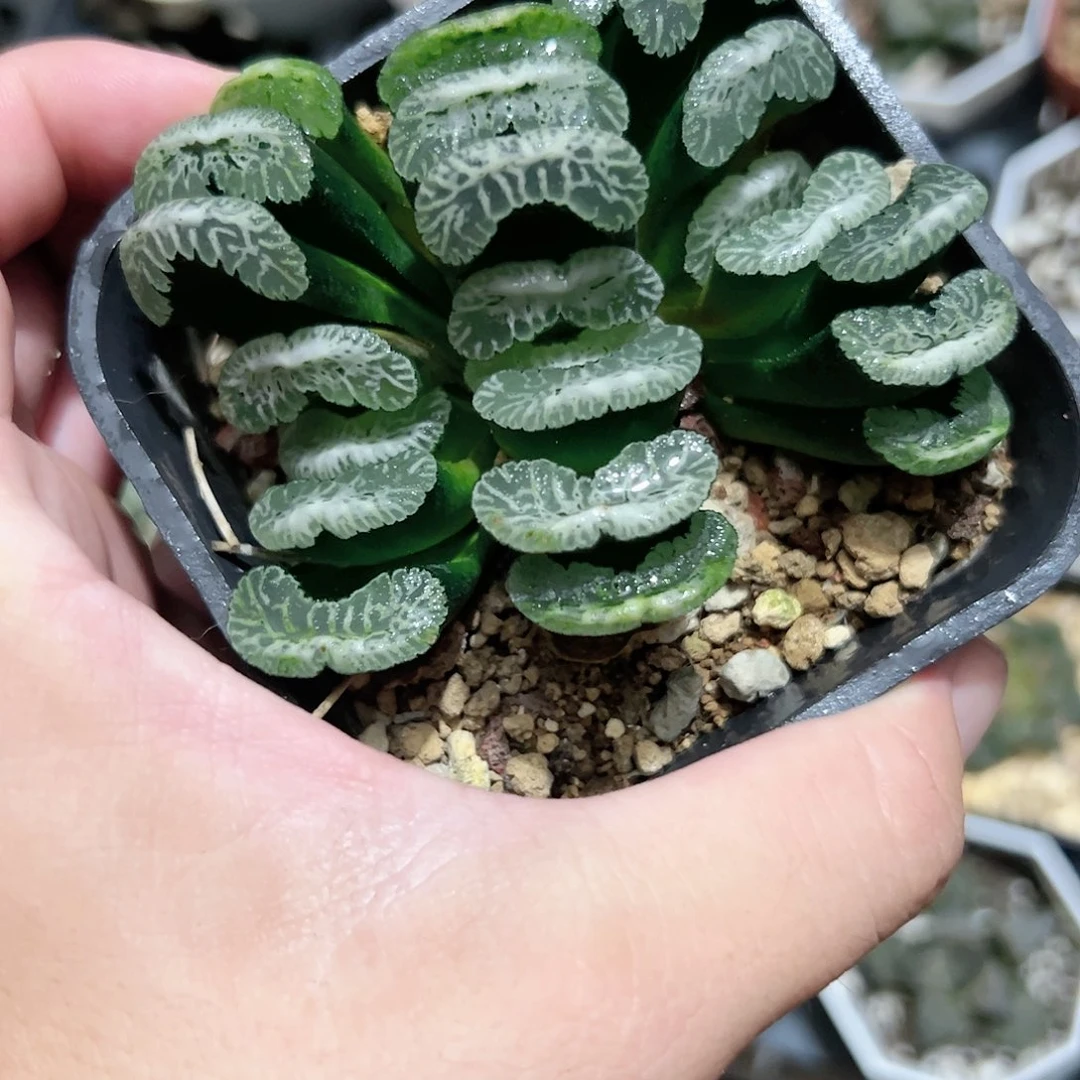 红红火火恍恍惚惚