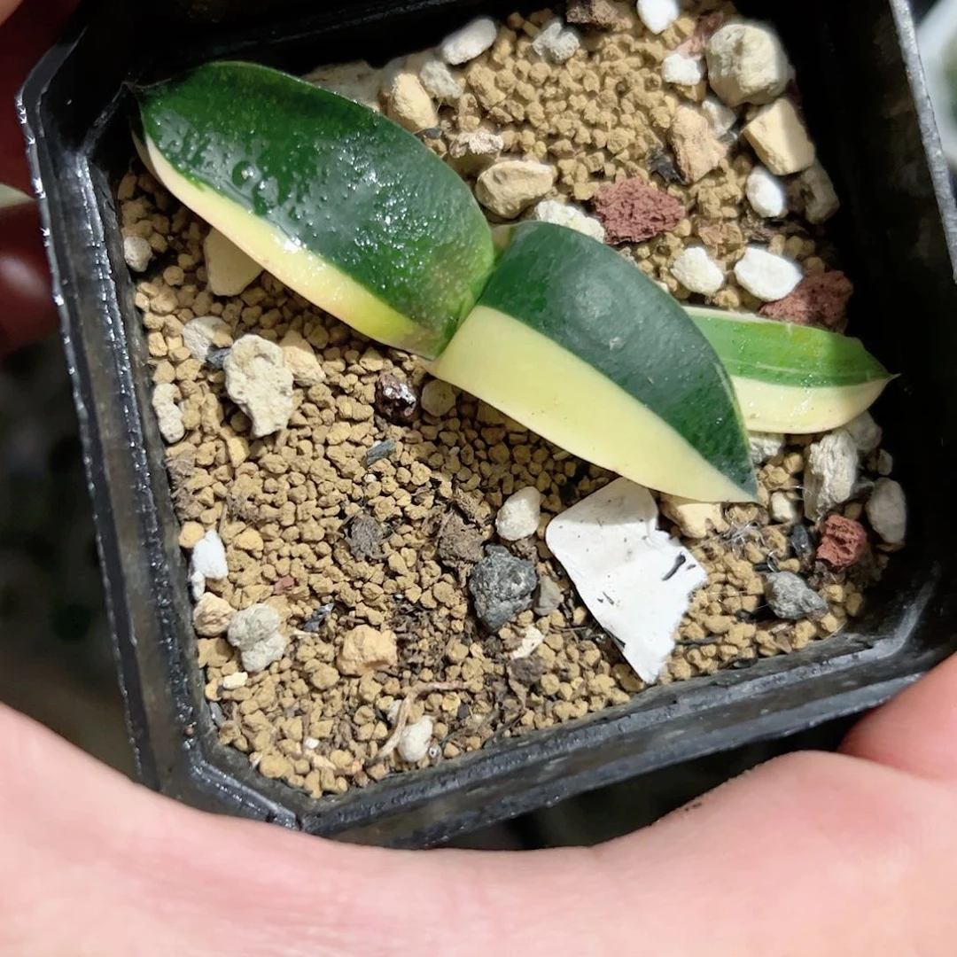 卧牛锦十二卷多肉植物满