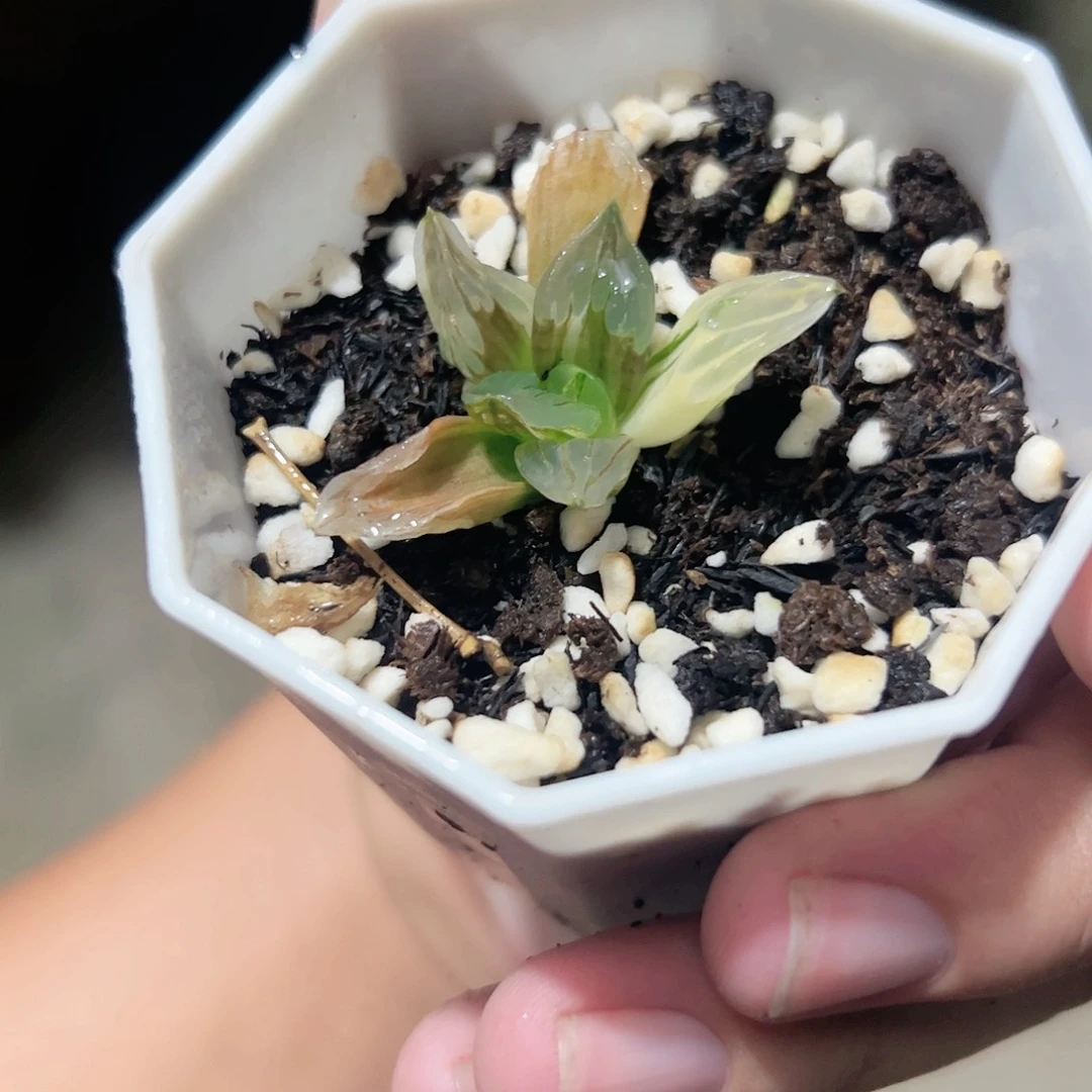 冰城寿锦十二卷多肉植物