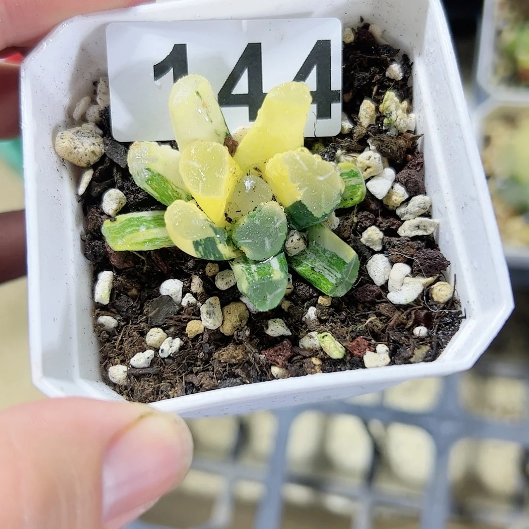 Om锦十二卷多肉植物满足
