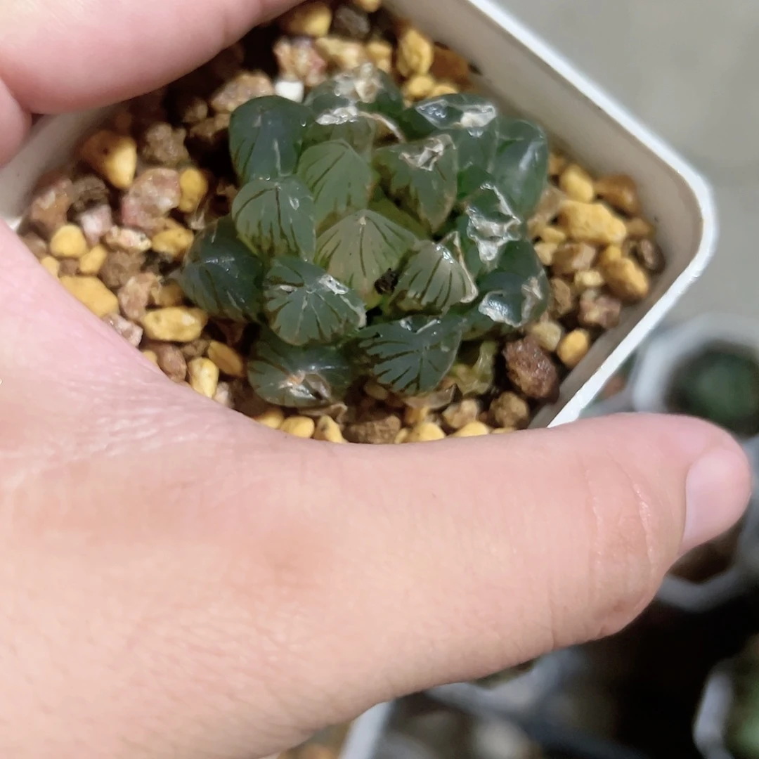 红红火火恍恍惚惚