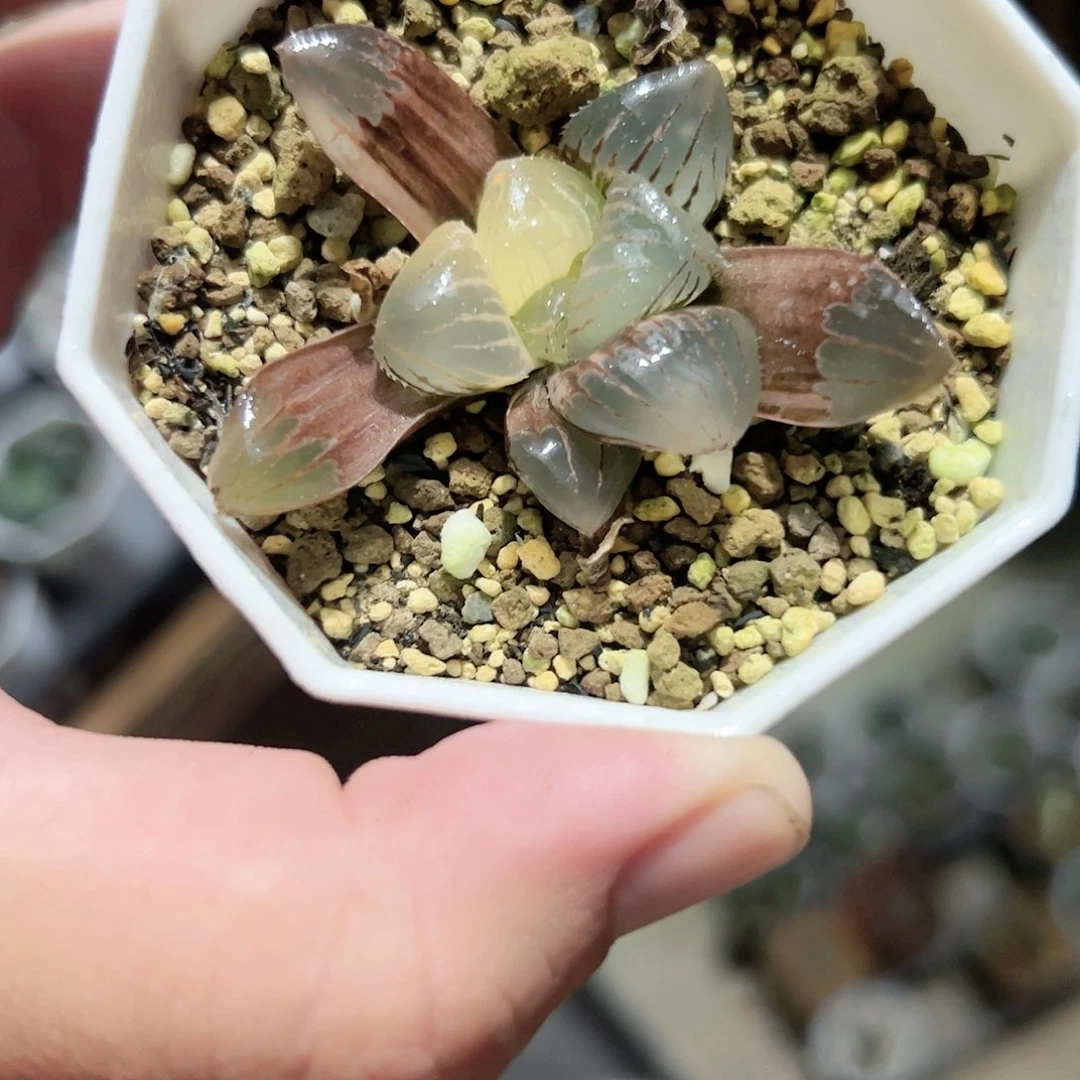 糯玉露锦十二卷多肉植物满