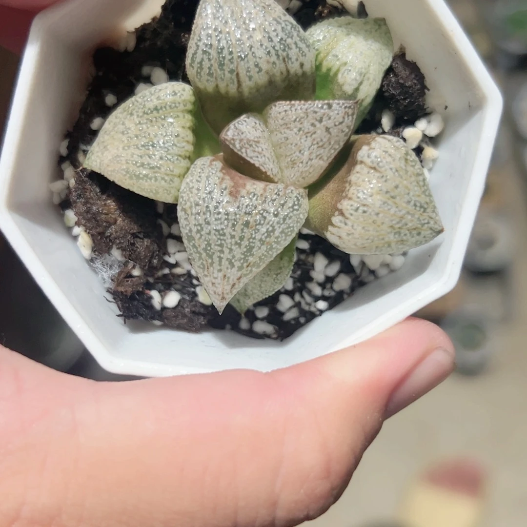 白拍子十二卷多肉植物满足