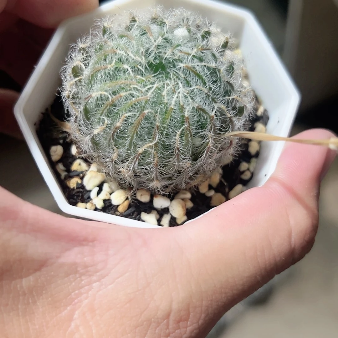 钢丝球十二卷多肉植物满足
