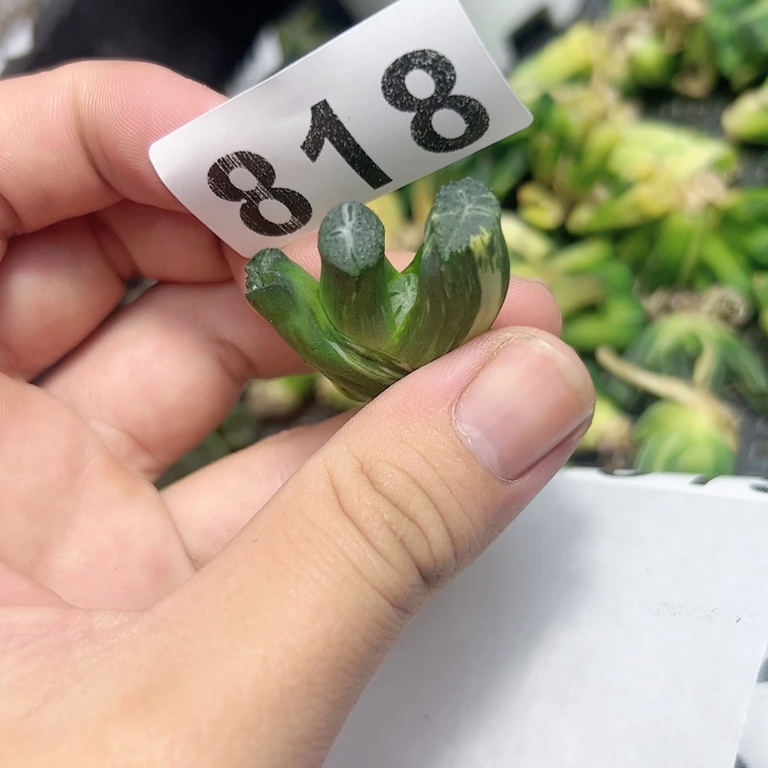 红红火火恍恍惚惚