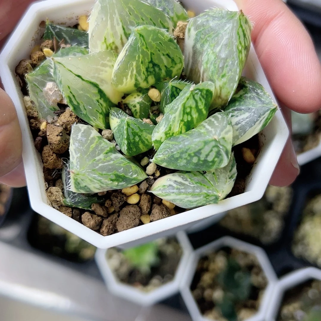 宝莲灯锦巨大化十二卷多肉