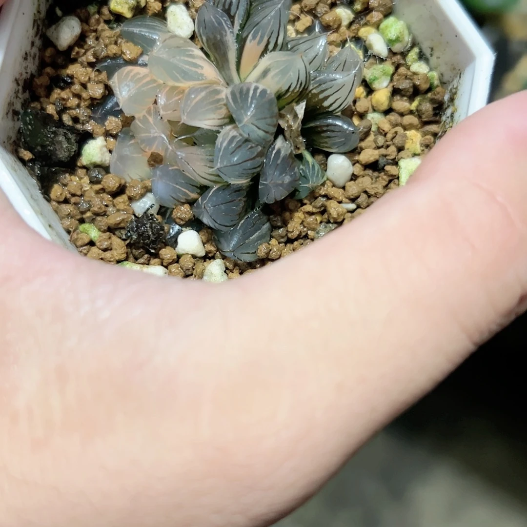 霓虹灯玉露锦十二卷多肉植物