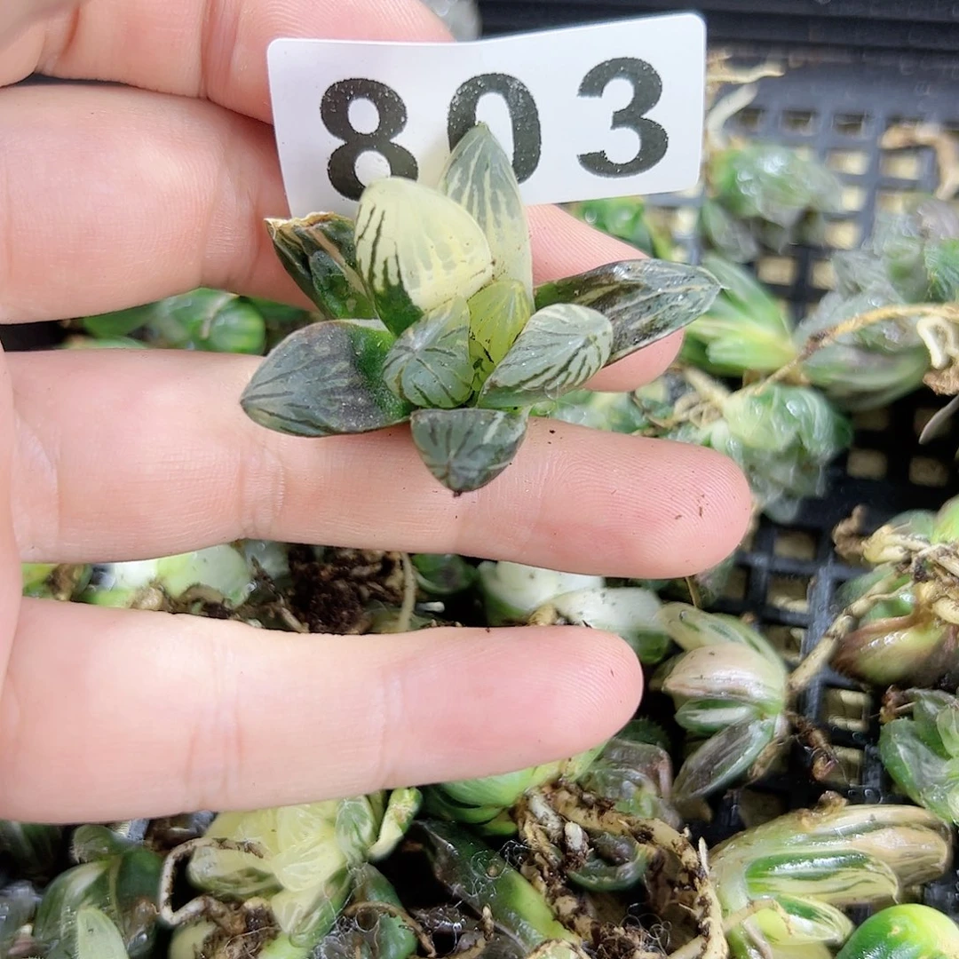 玉谭锦十二卷多肉植物