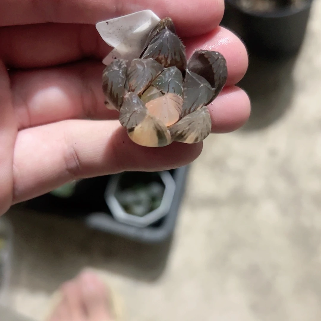 蓝镜锦十二卷多肉植物