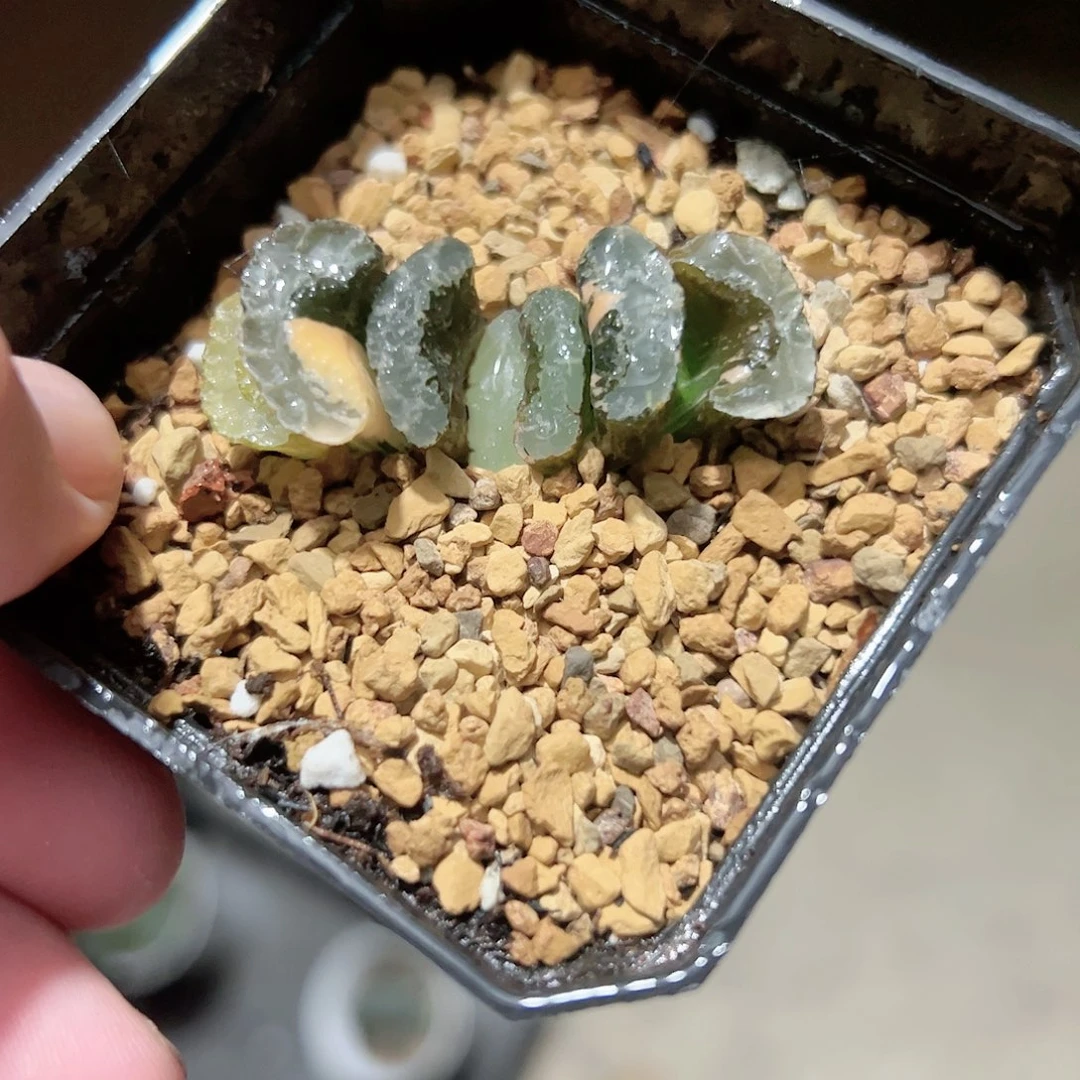 浮藻玉扇锦十二卷多肉植物