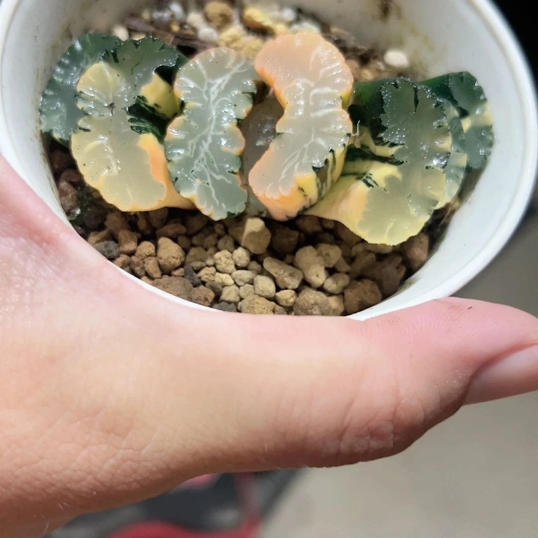 道长玉扇锦十二卷多肉植物满