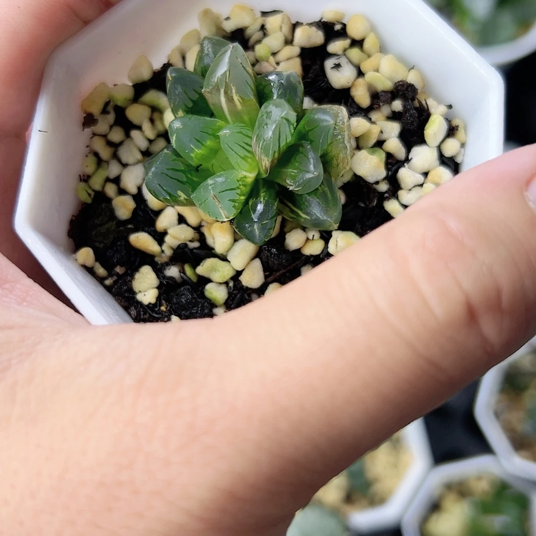 老川锦十二卷多肉植物满