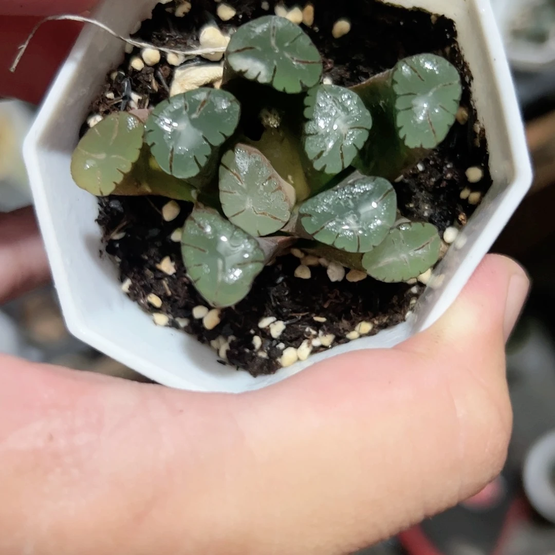 大紫万象十二卷多肉植物