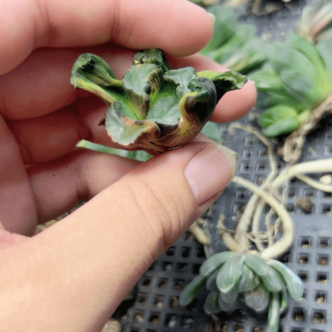紫镜万象锦十二卷多肉植物