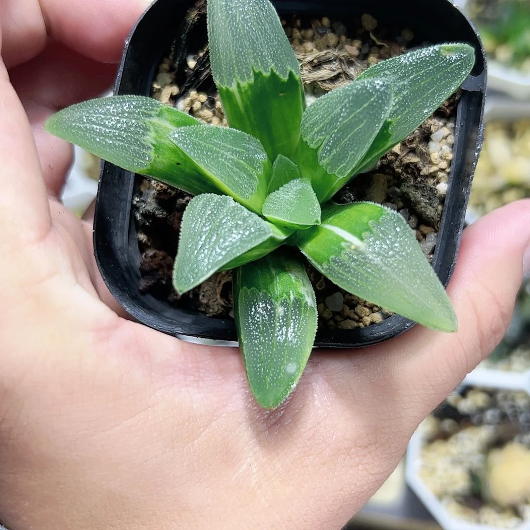 蓝光锦十二卷多肉植物满