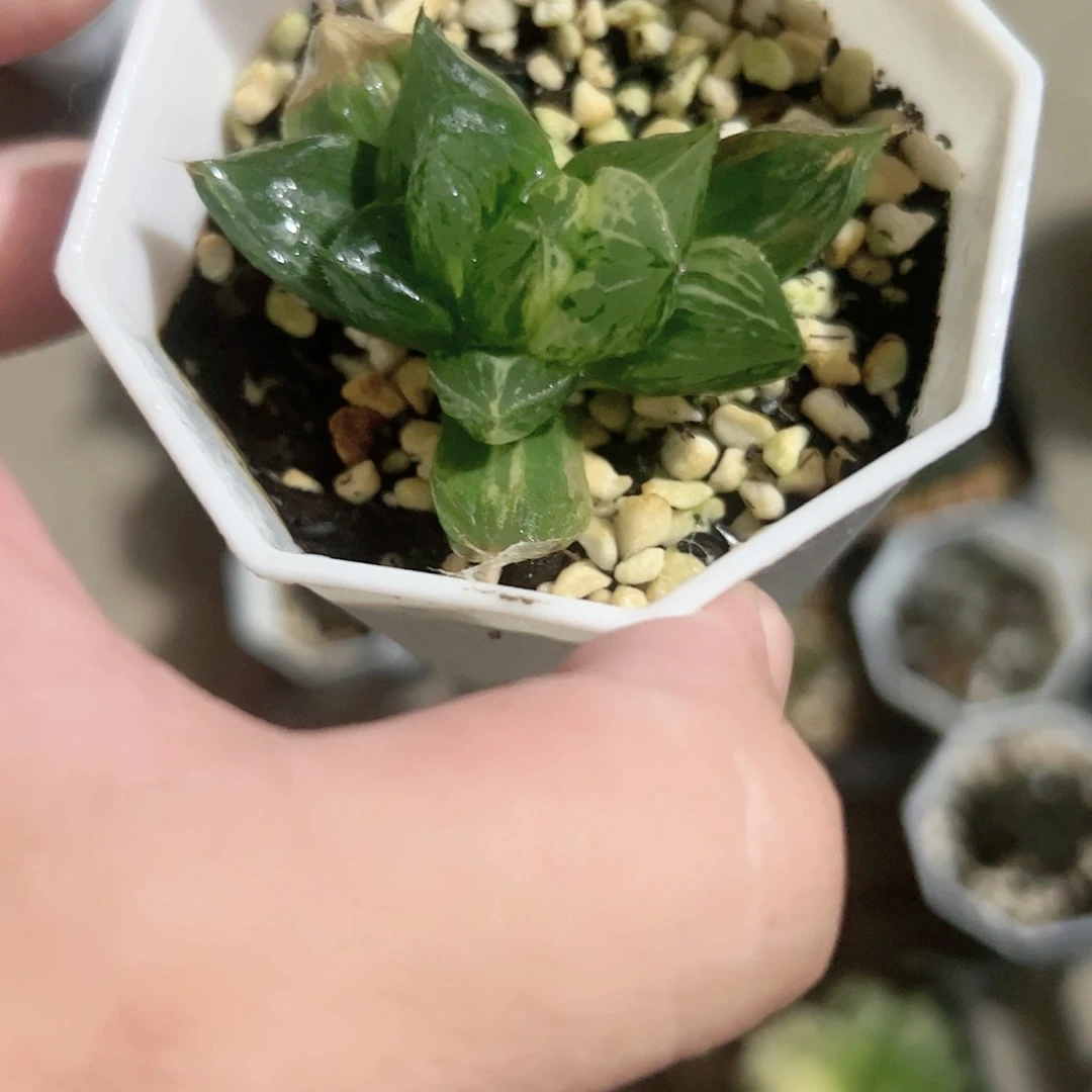 三鲜寿锦十二卷多肉植物