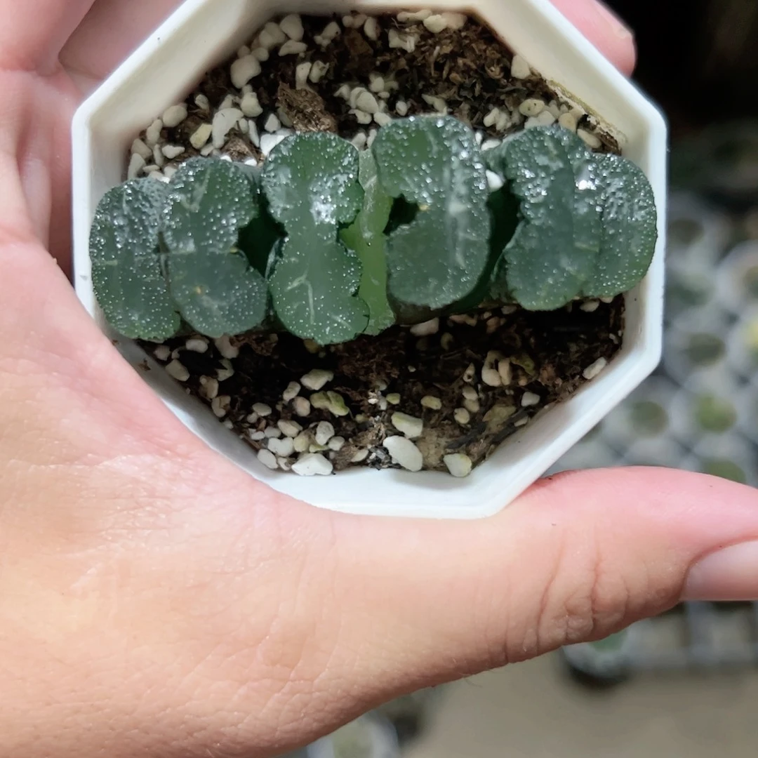广重十二卷多肉植物满足