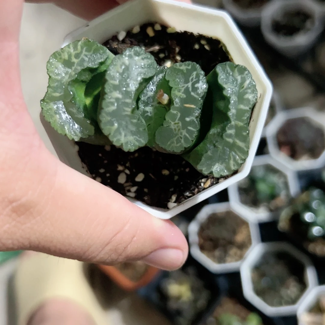 歌磨玉扇十二卷多肉植物满
