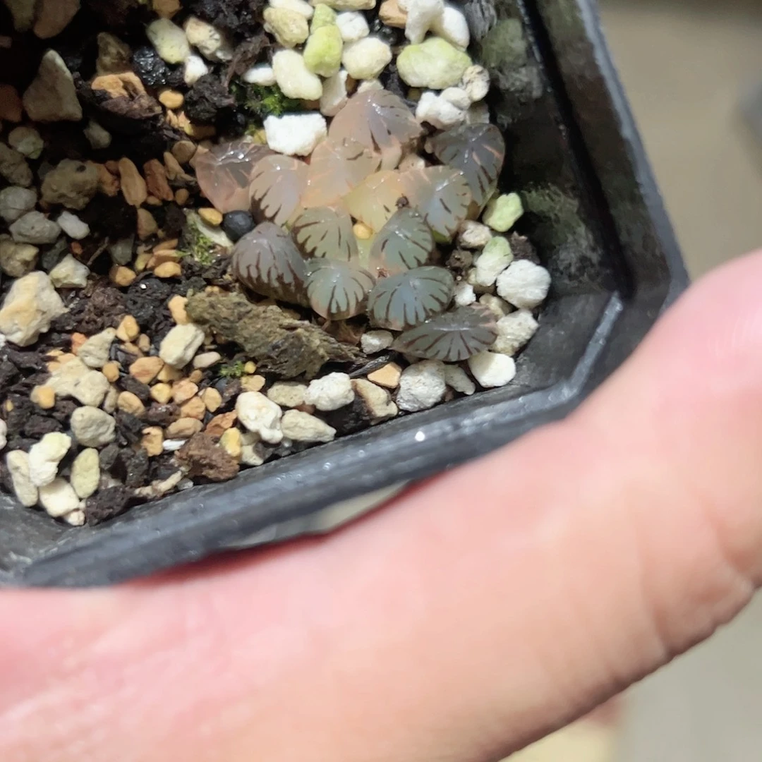 潘灯锦十二卷多肉植物满