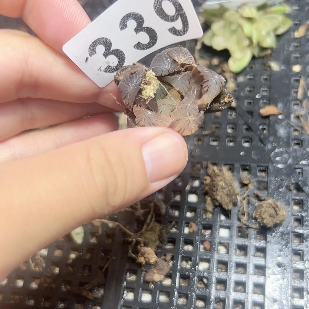 蓝镜锦十二卷多肉植物满