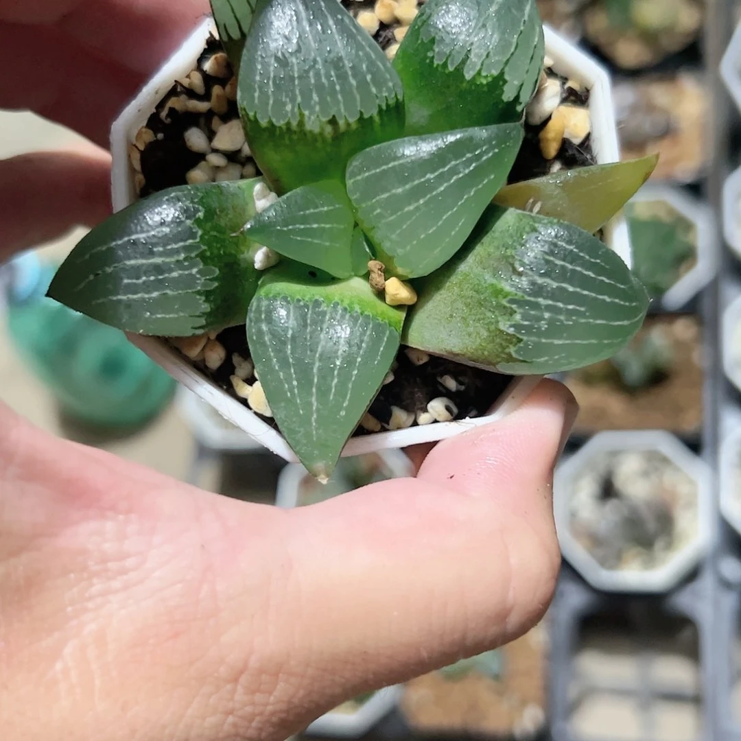 红红火火恍恍惚惚