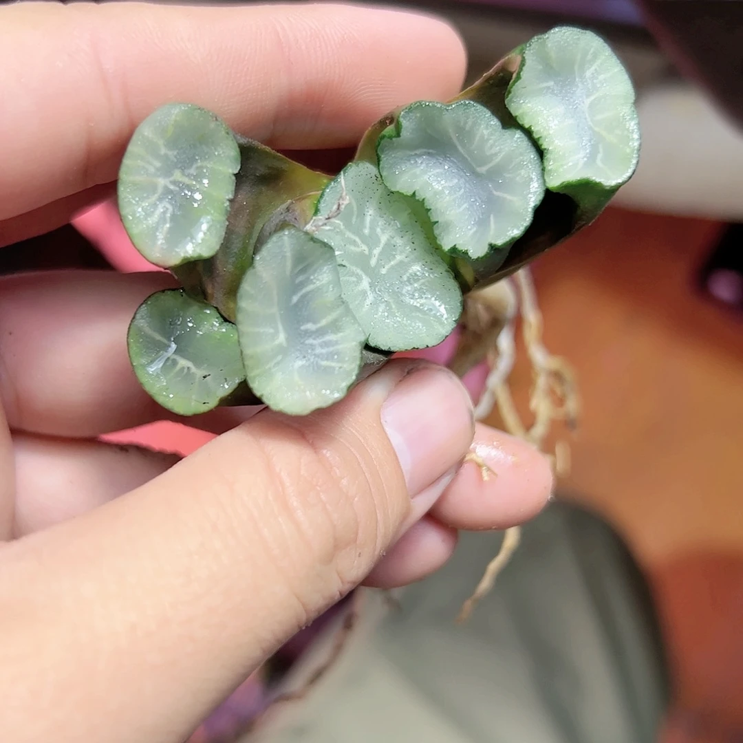 飞鸟万象十二卷多肉植物