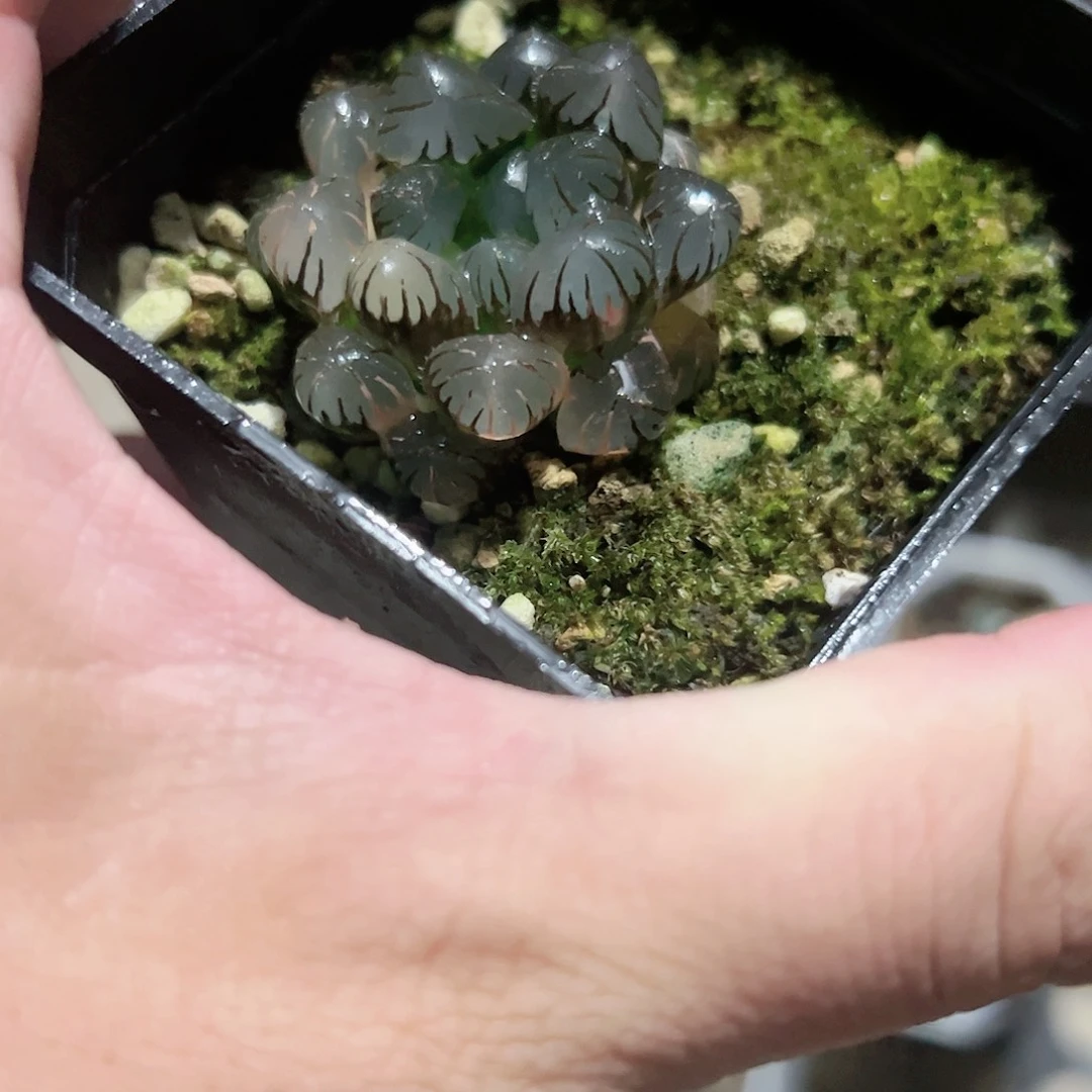 潘灯锦十二卷多肉植物满