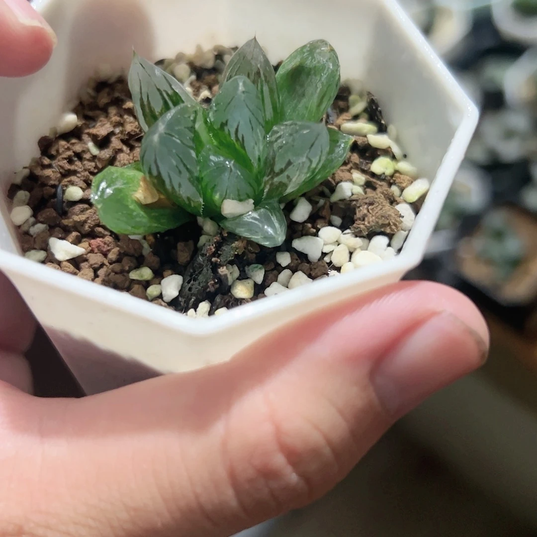 水晶玉露锦十二卷多肉植物满