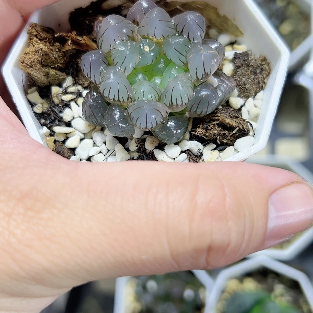 潘灯锦十二卷多肉植物满