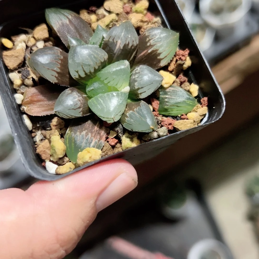 糯玉露锦十二卷多肉植物满