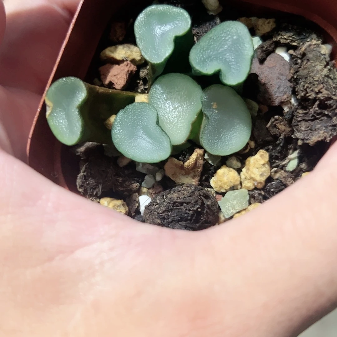 蓝宝石万象十二卷多肉植物