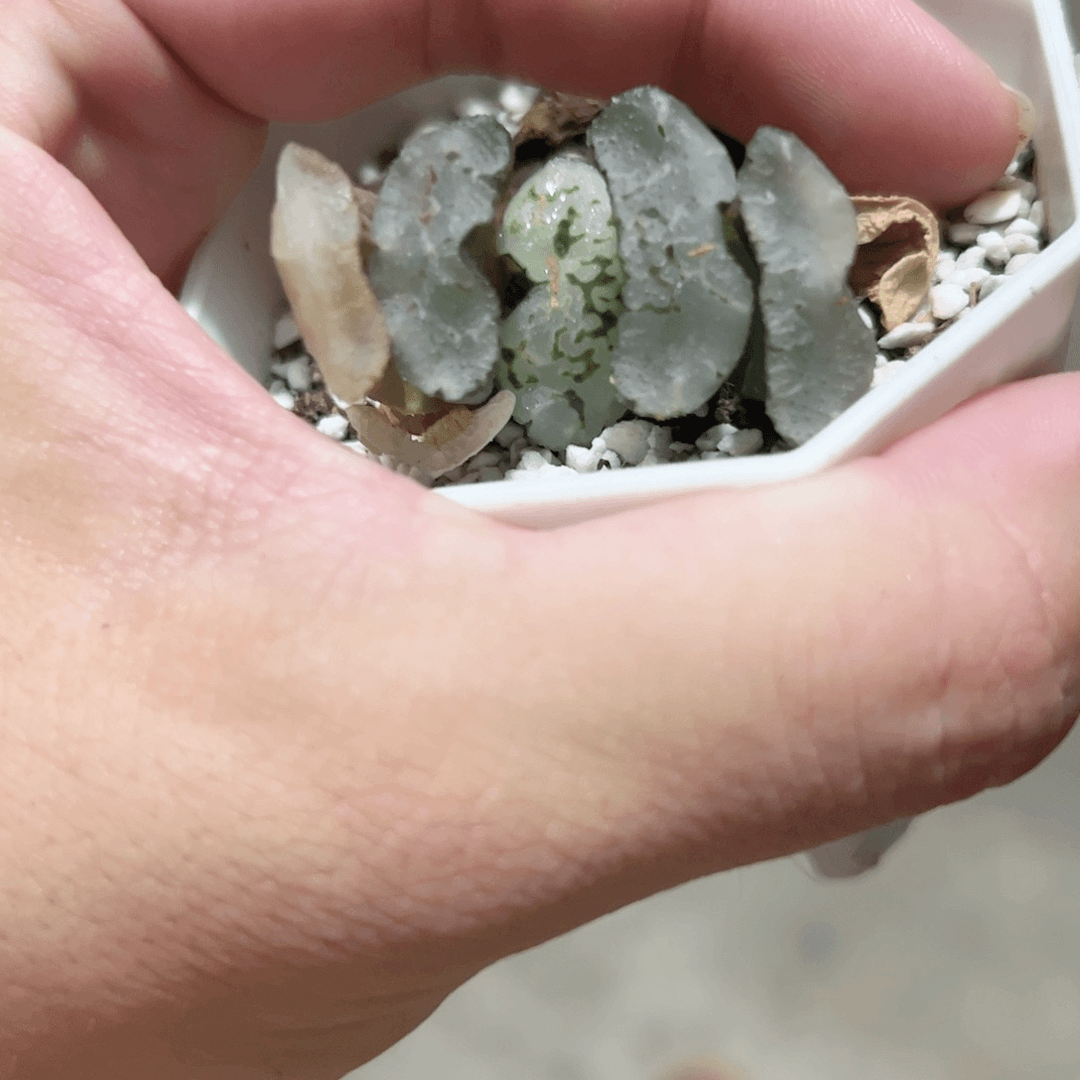 碧空玉扇十二卷多肉植物