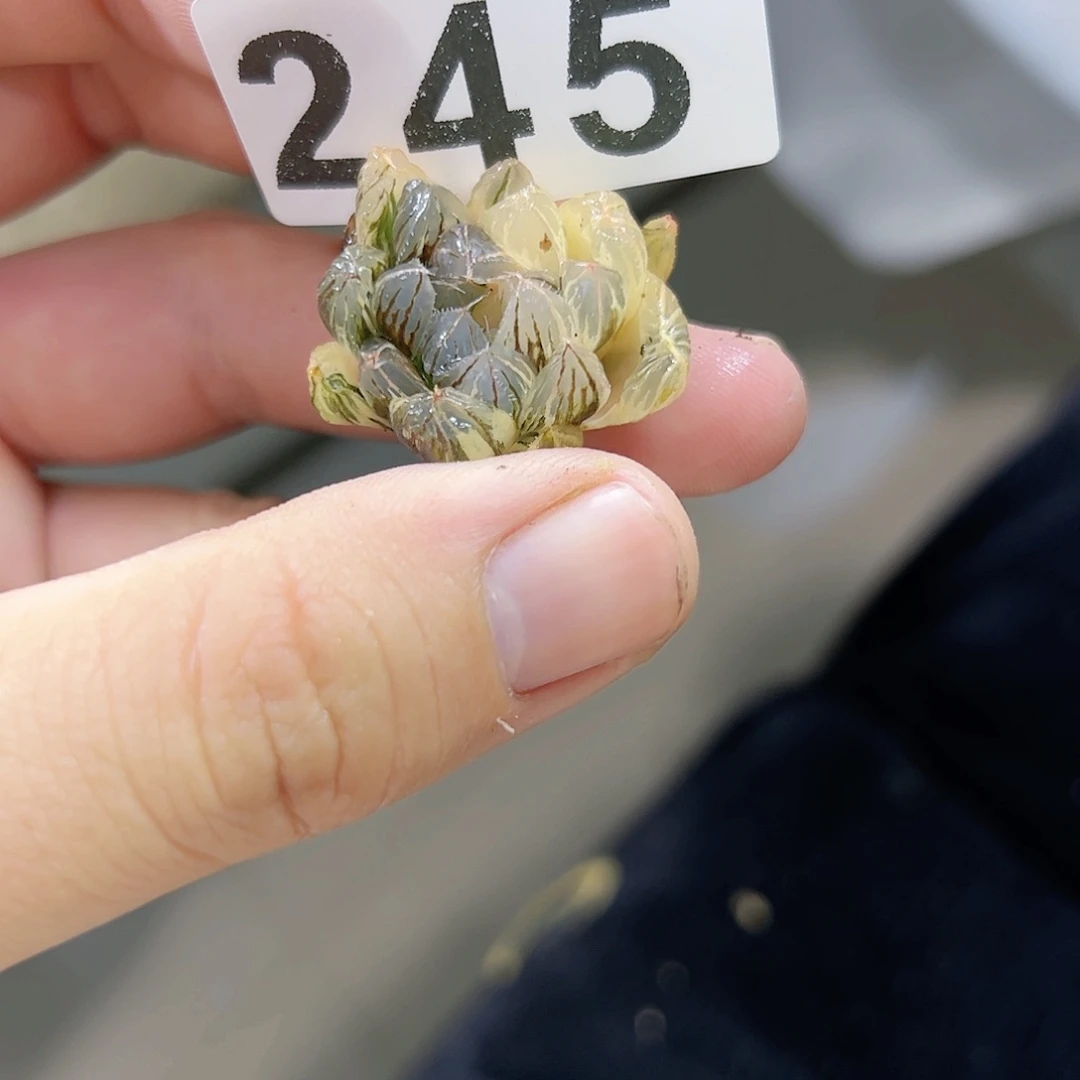 红红火火恍恍惚惚