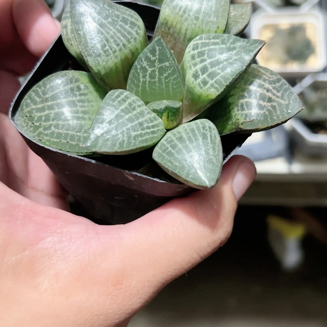 狄原康平锦十二卷多肉植物