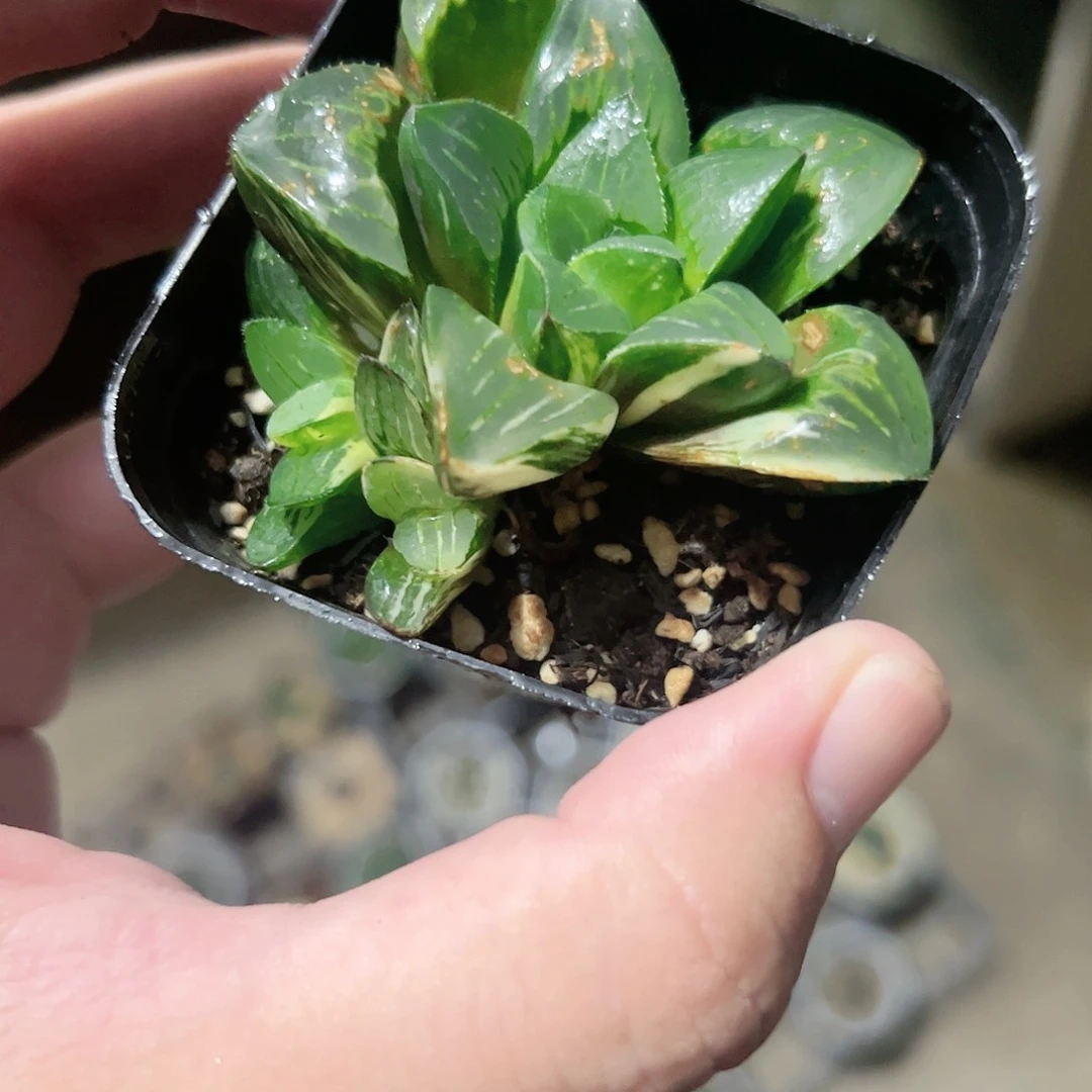 姬寿锦十二卷多肉植物