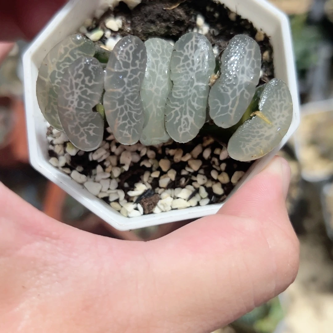 终极蓝玉扇十二卷多肉植物