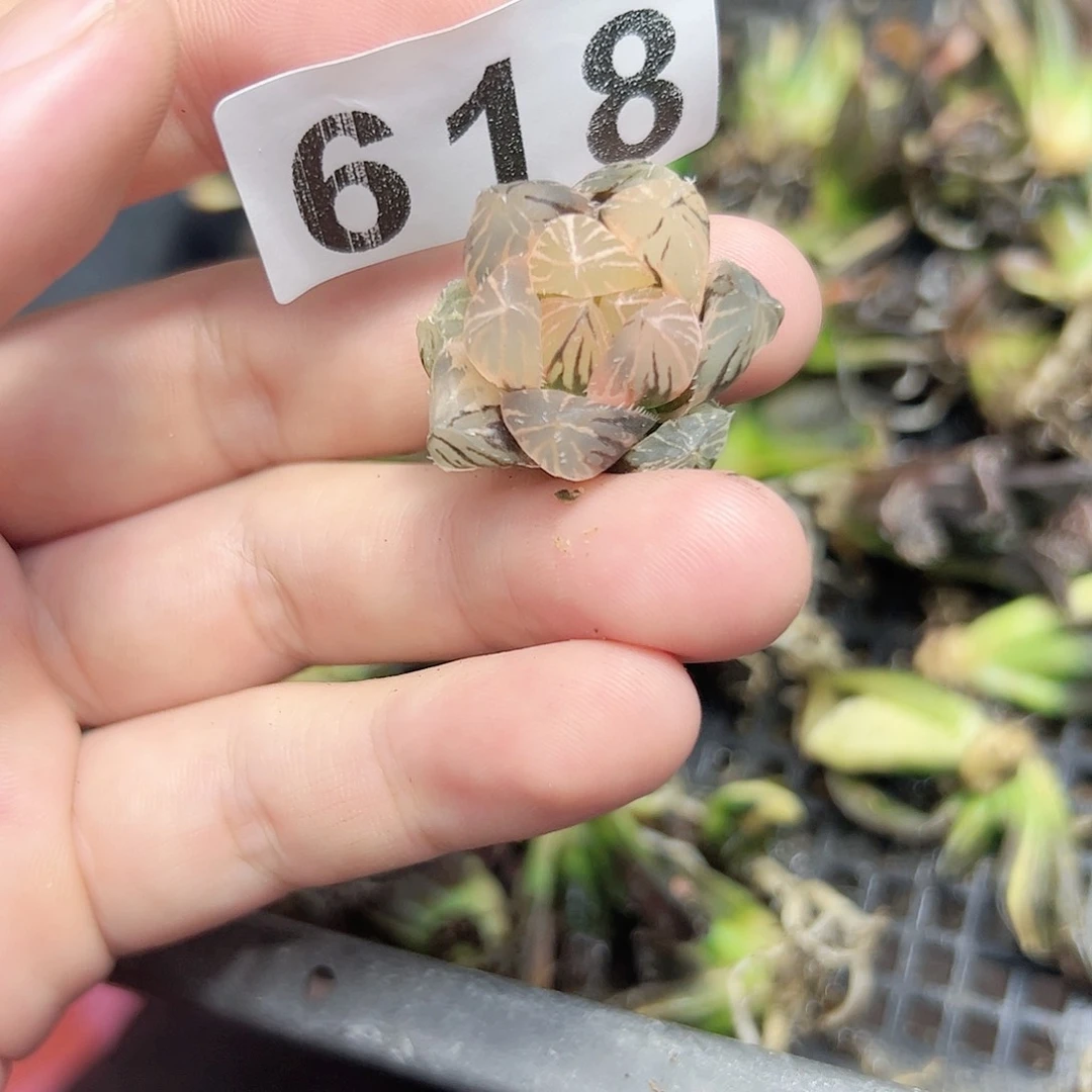 龙爪锦十二卷多肉植物