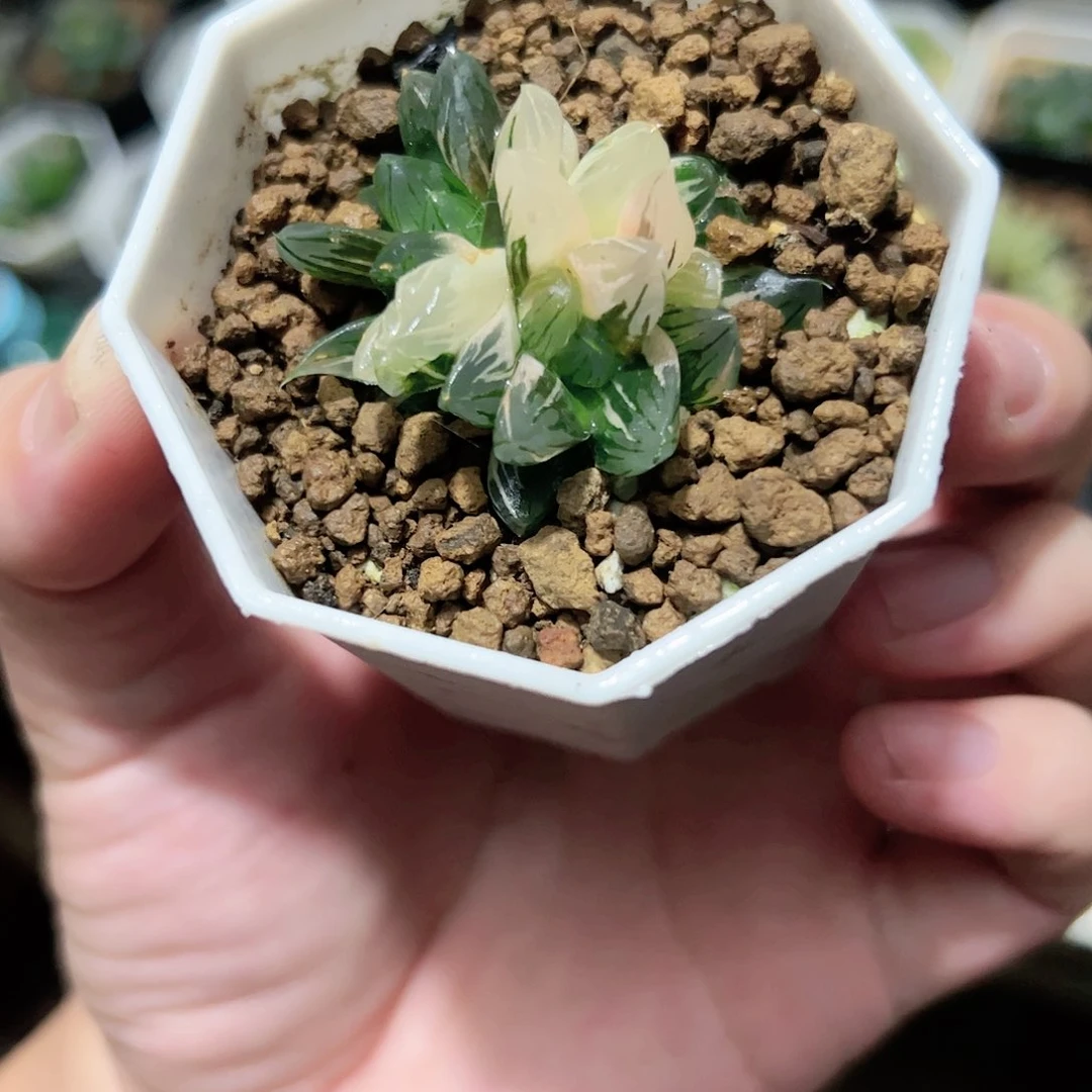 老川锦群十二卷多肉植物满