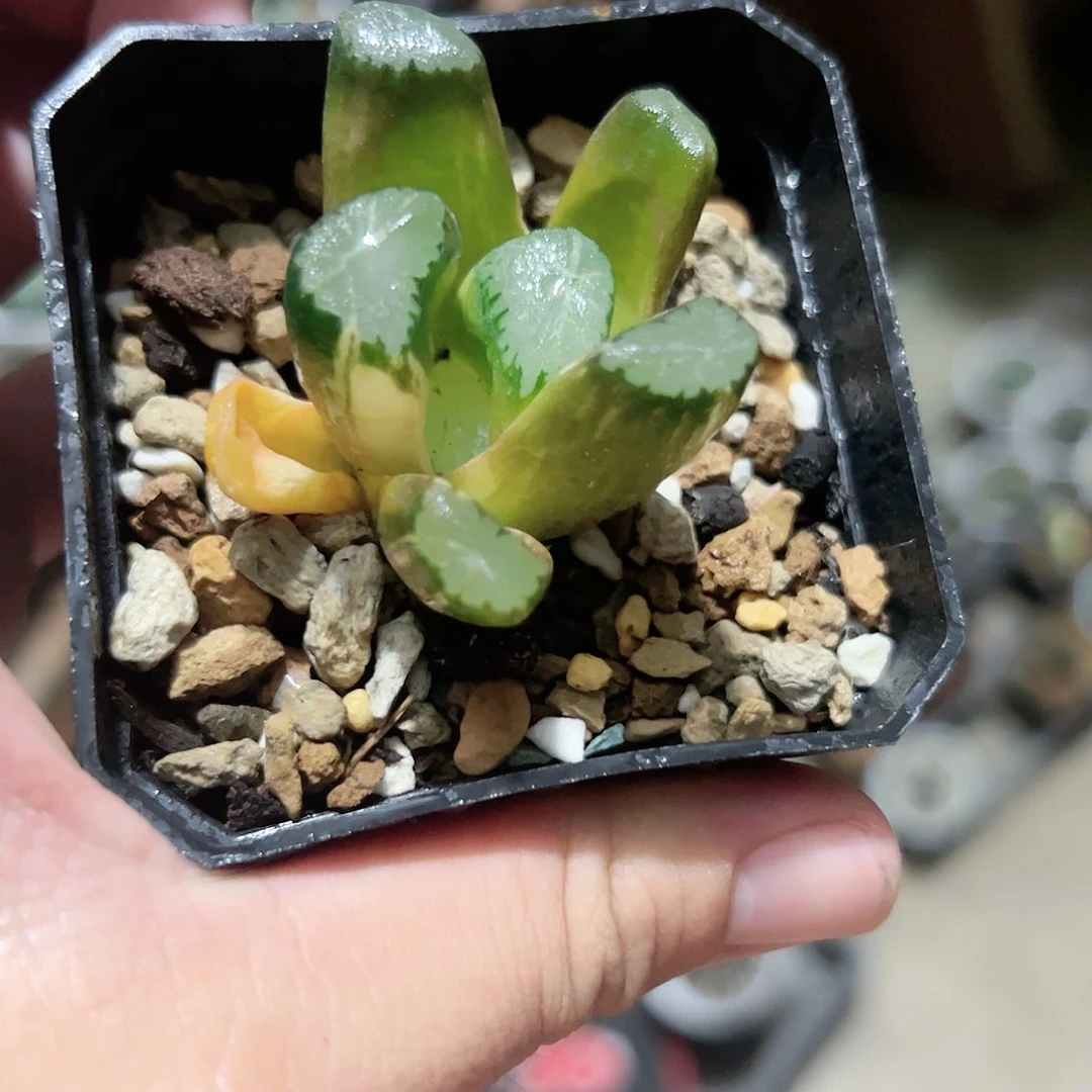 霸王锦十二卷多肉植物