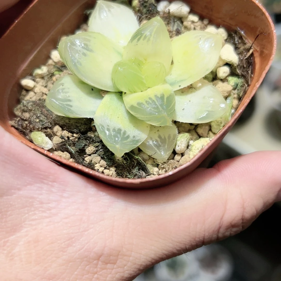 糊斑龙爪锦十二卷多肉