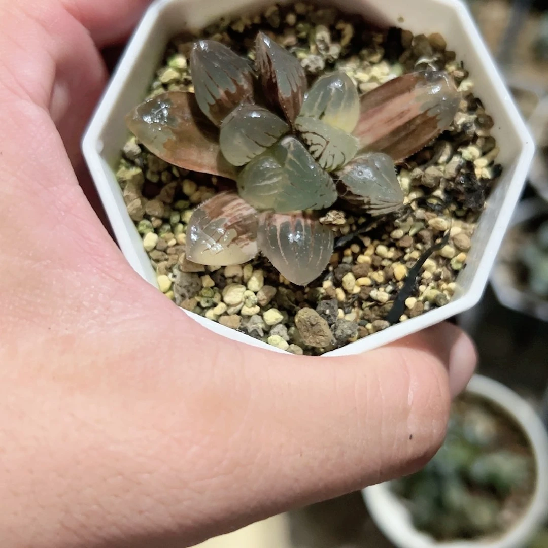 糯玉露锦十二卷多肉植物