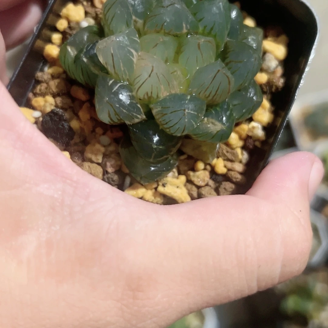 Om锦十二卷多肉植物