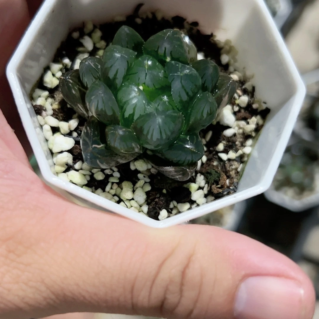 红红火火恍恍惚惚