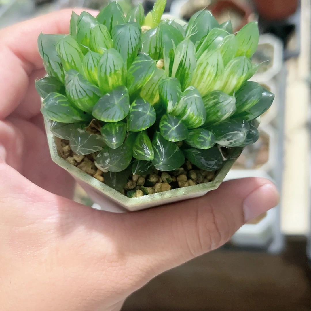 红红火火恍恍惚惚