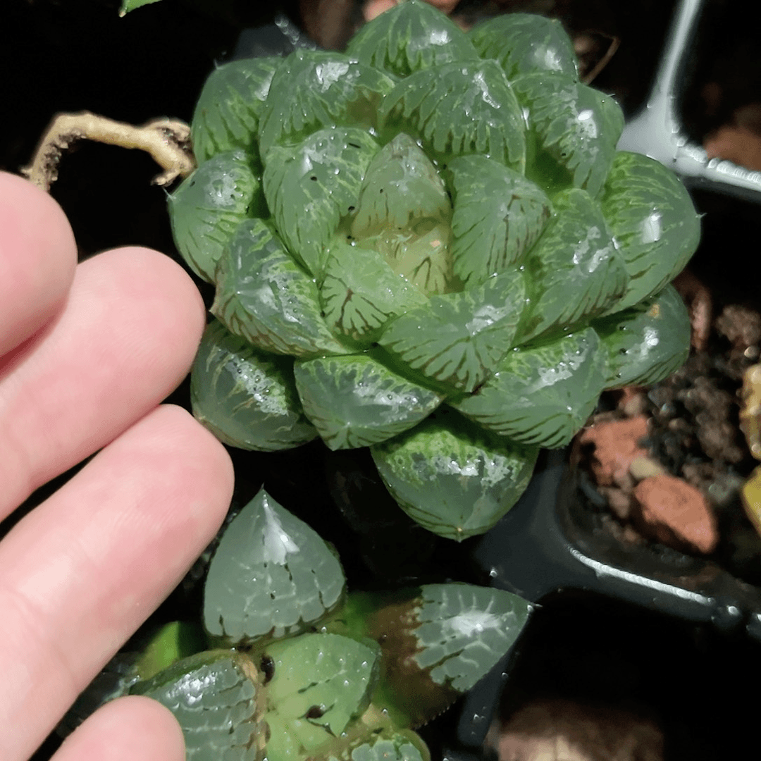 实生寿十二卷多肉植物