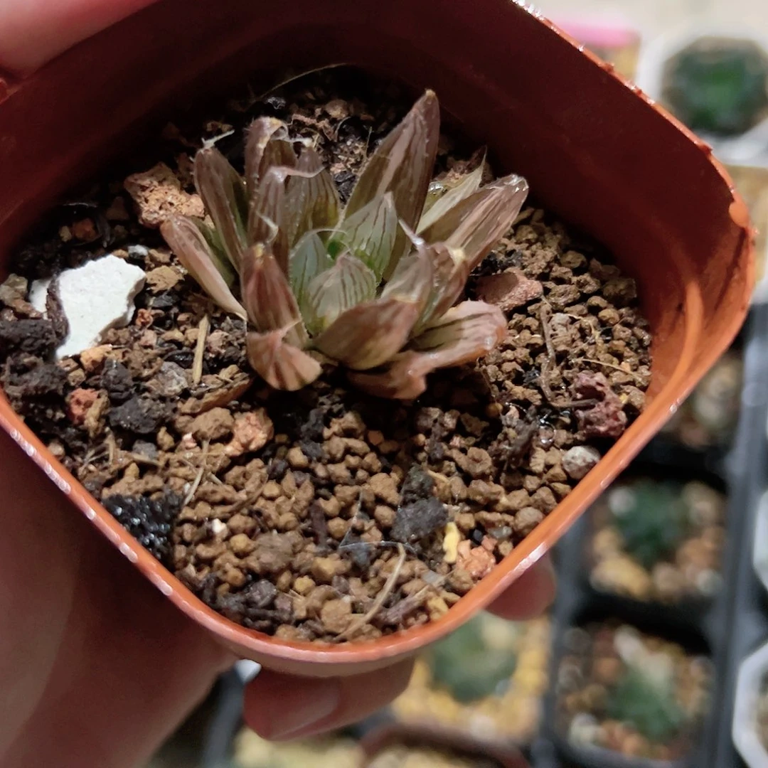 大卫锦十二卷多肉植物满