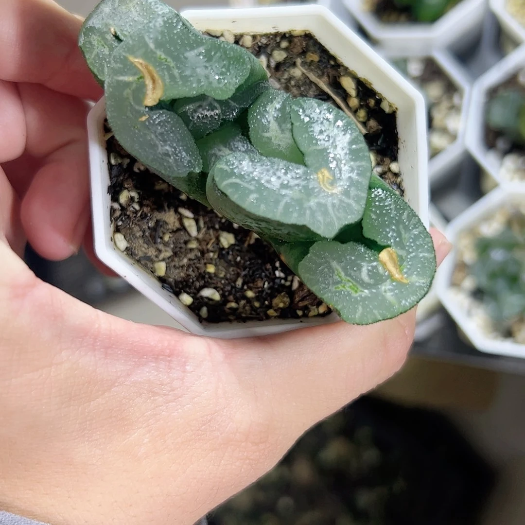 红红火火恍恍惚惚