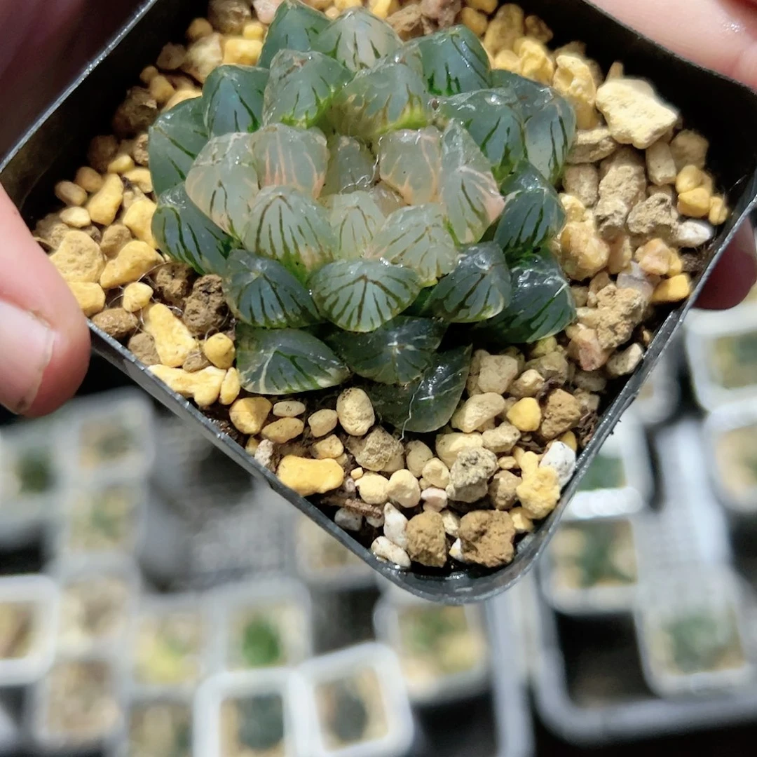Om锦十二卷多肉植物满